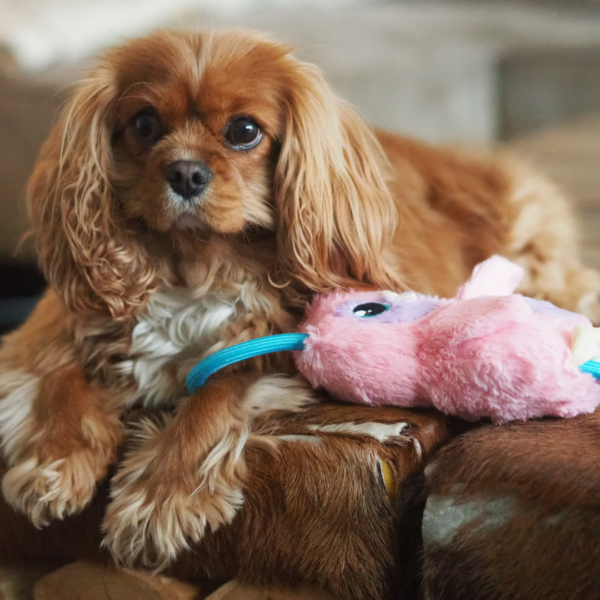 PawStory - Buddies Manon Pinguin - Afbeelding 4