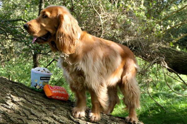 PawStory Bark & Snuffle - Afbeelding 6