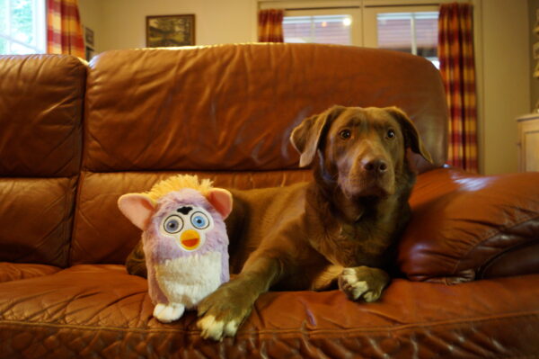 PawStory Furrby - Afbeelding 2