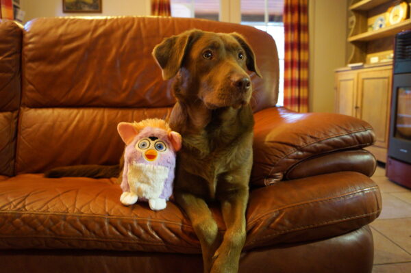 PawStory Furrby - Afbeelding 3