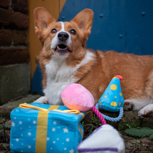 PawStory - Snuffles Festive Party Box - Afbeelding 4